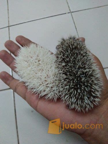 landak mini lucu dan jinak di Kota Tangerang, Banten | Jualo.com