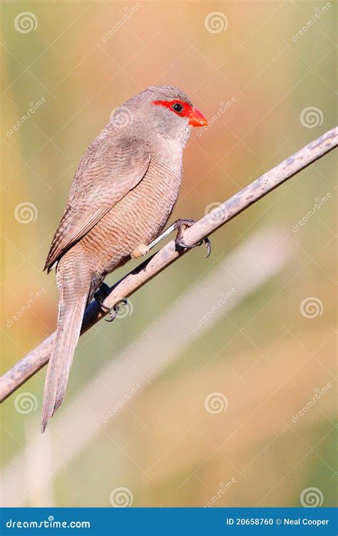 Common Waxbill stock photo. Image of waxbil, town, africa - 20658760