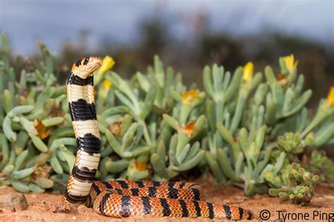 Aspidelaps lubricus lubricus - Cape Coral Snake