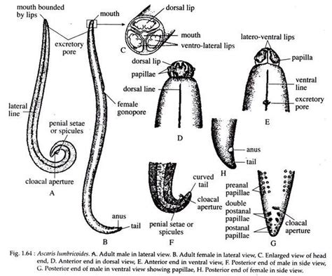 Ascaris Lumbricoides Structure