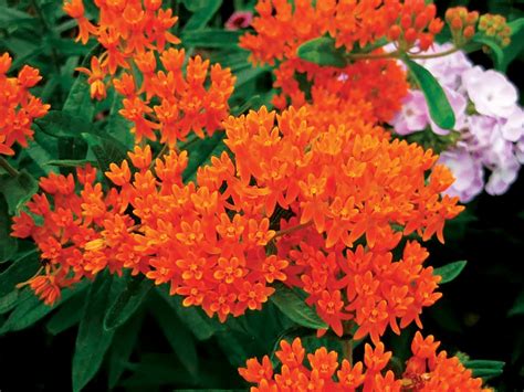 Butterfly weed named Perennial Plant of the Year - Landscape Ontario