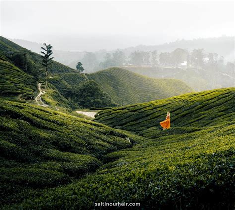 Cameron Highlands: Tea Plantations & Trails - Malaysia