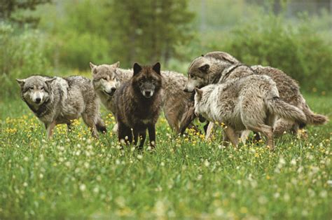 FOR IMMEDIATE RELEASE: What Happens to the Pack When a Wolf Dies? - Living with Wolves