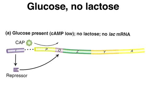 Lac Operon Animation