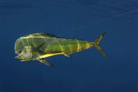 Dolphin (Mahi-mahi) Fishing in the Florida Keys