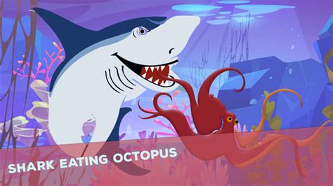 Do Sharks Eat Octopus? – sharksinfo.com