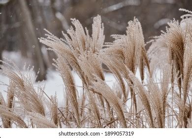 16,379 Ornamental Grass Winter Images, Stock Photos & Vectors | Shutterstock