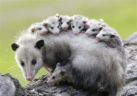 Opossum Removal Service Oakland, Wayne Macomb County Michigan