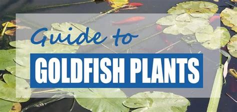 The Best Goldfish Plants For Ponds (Edible & Inedible) - Pond Informer