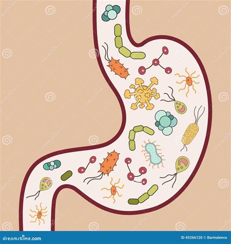 Human Stomach Anatomy. Vector Illustration With Labels | CartoonDealer ...