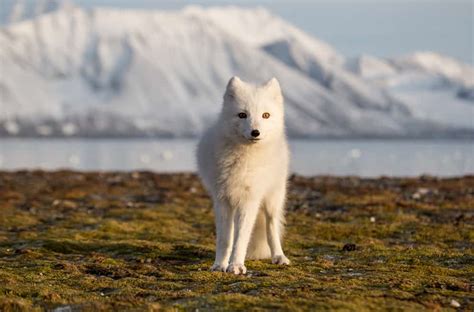 What Do Arctic Foxes Like to Eat the Most? (Foods Avoid)