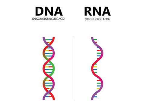 DNA vs. RNA vector illustration. Educational genetic acid explanation diagram. Nucleobase ...