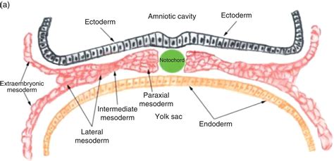 Paraaxial, intermediate, lateral plate mesoderm – MistryLand