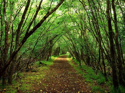 groen bos | Ireland landscape, Scenic, Ireland pictures