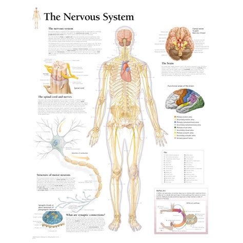 Scientific Publishing The Nervous System Chart