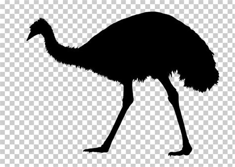 Common Ostrich Emu War Silhouette Bird PNG, Clipart, Animals, Beak, Bird, Black And White ...