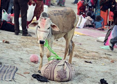 Hinduism Sacred Cow