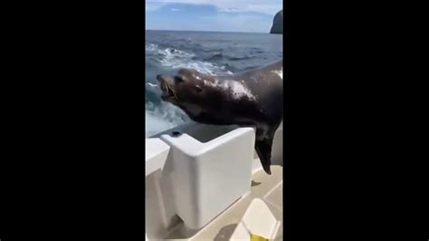 Man’s unexpected encounter with sea lion while feeding birds goes viral | Trending - Hindustan Times