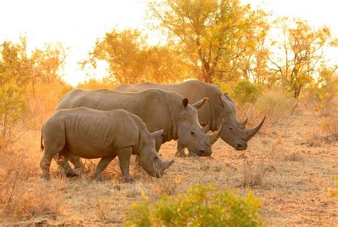 Rhinos: Why are They Important, Reasons for Extinction, How Can We Save Rhinos and Few ...