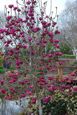 Magnolia Black Tulip™ | Landscape Plants | Oregon State University