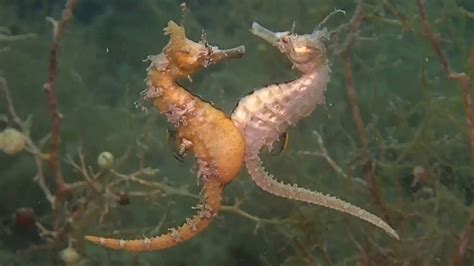 Seahorse Giving Birth Video