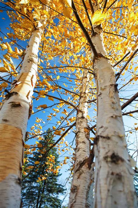 15 Gorgeous Trees With White Bark [And Where You Can Grow Them]