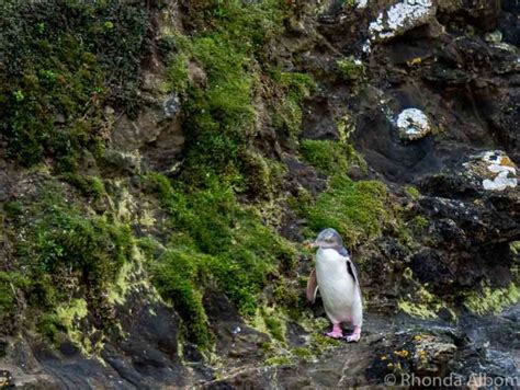 Rare Yellow-Eyed Penguins at Katiki Point Lighthouse in NZ