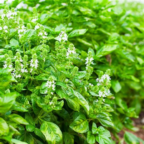 Basil Floral Spires White seeds - Ocimum basilicum – Garden Seeds Market