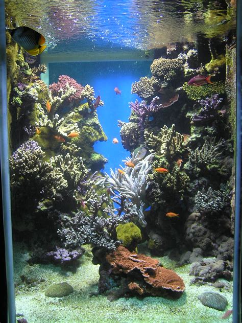 Reef aquarium - Wikipedia