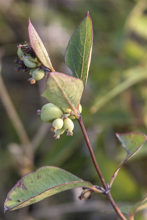 Minnesota Seasons - wolfberry