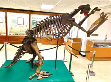 News from the Orton Museum: "Jeff" the Giant Ground Sloth | School of Earth Sciences