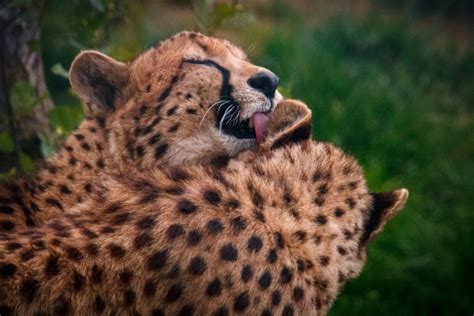 #Acinonyx jubatus on Tumblr