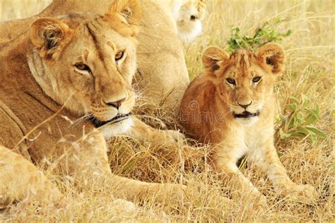 Masai Mara Lions stock photo. Image of animal, environment - 19467042