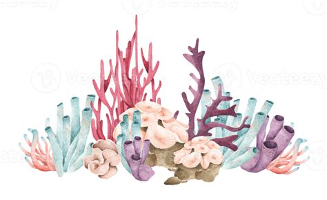 Seaweeds. Underwater ocean plants, sea coral elements. Watercolor illustration. 11286620 PNG