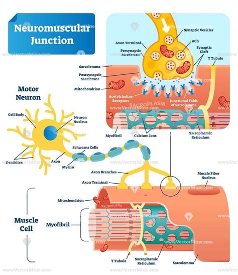 Neuromuscular junction biological vector illustration infographic ...