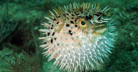 Epic Deep Sea Battles: Poisonous Pufferfish vs. Electric Eel - A-Z Animals