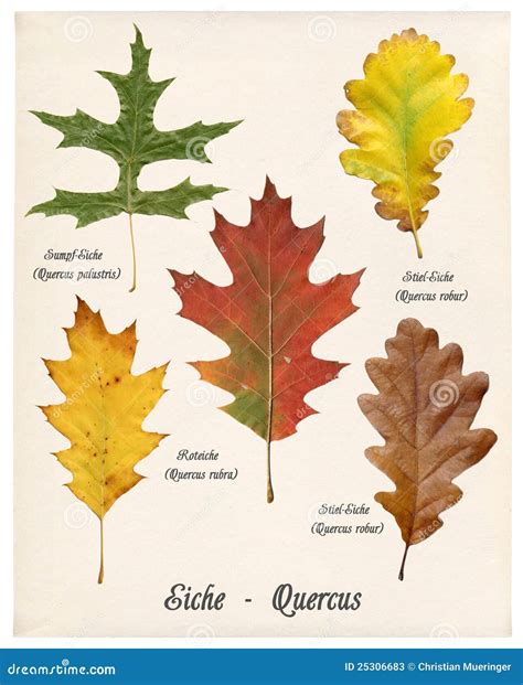 Colorful Autumn Oak Leaves Stock Photos - Image: 25306683