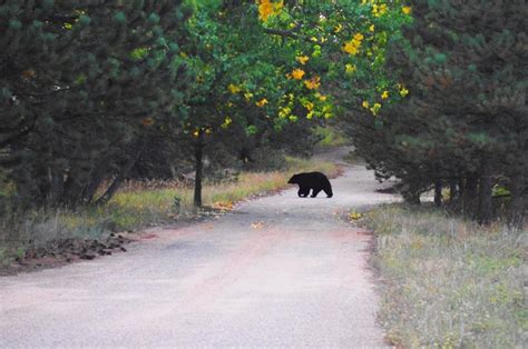 106 best Estes Park Wildlife images on Pinterest | Elk, Estes park colorado and National parks