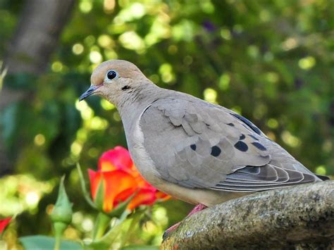 Mourning Dove Lifespan: How Long Do Doves Live?