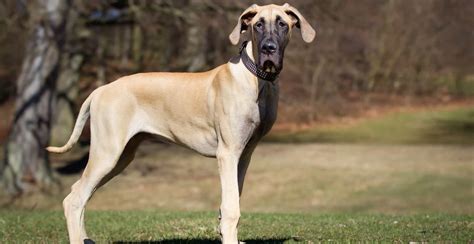 Great Dane Breed Guide (Lifespan, Size & Characteristics)