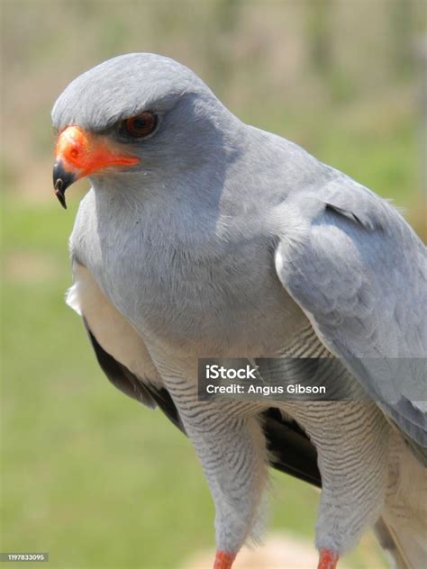 South African Birds Of Prey Stock Photo - Download Image Now - Animal ...