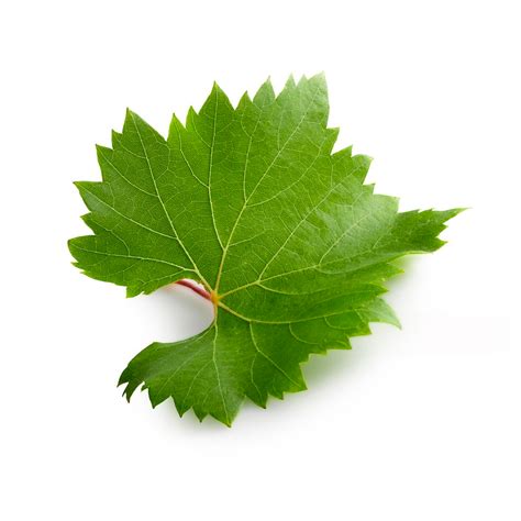 Grape Leaves | Ziyad Ingredient