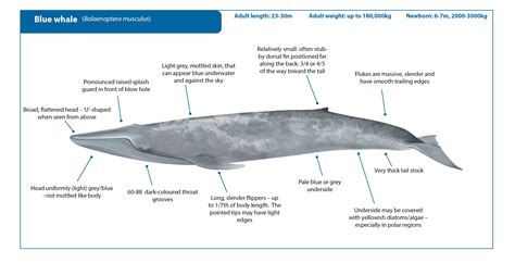 Blue Whale Vs Humpback Whale Size