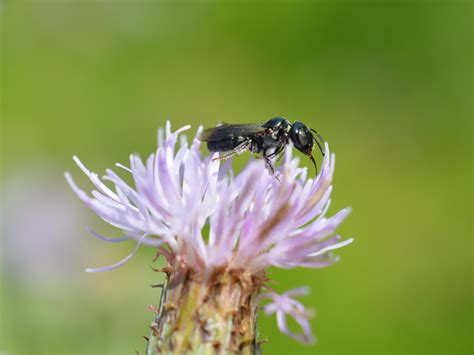 Carpenter Bees – Native Beeology