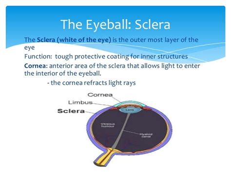 Module 13: Eye and Ear