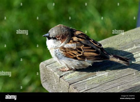 Hedge Sparrow Nest High Resolution Stock Photography and Images - Alamy