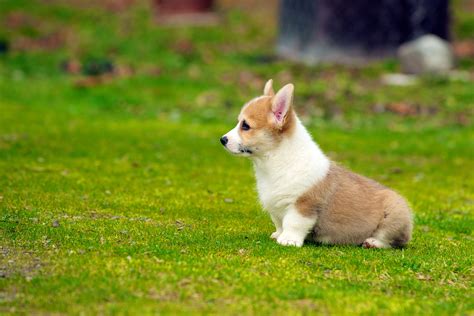 Tan and white cardigan welsh Corgi puppy on grass field in selective focus photography, puppies ...