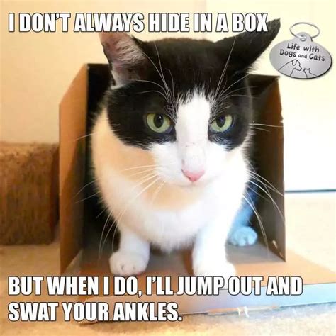 20 Funny Pictures Of Box-Loving Cats