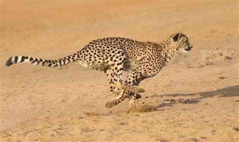 Cheetah Running, (Acinonyx Jubatus), South Africa Stock Photo - Image of running, wildlife: 29434738