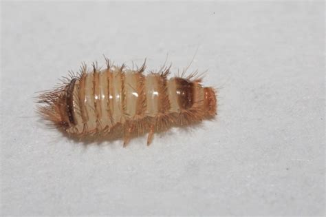 Warehouse Beetle Larvae